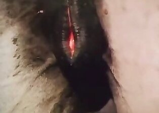 Horse Zoofilia Tube